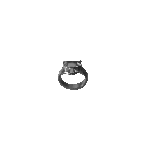 Tigre di giogento - Ring